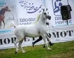 حضور بیمه حافظ در جشنواره اسب اصیل عرب