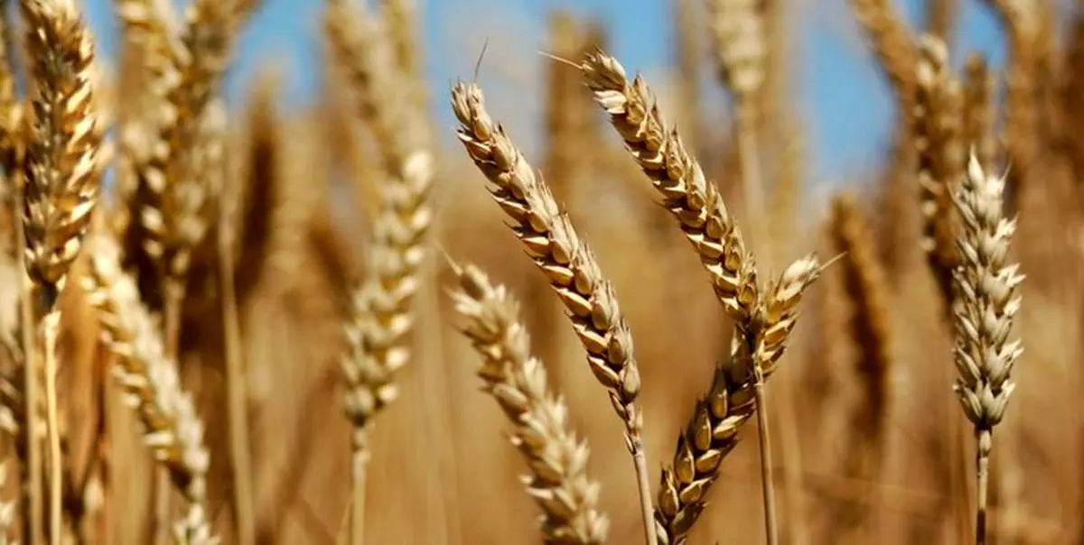 تولید گندم در فارس ۳۰ درصد رشد کرد 

