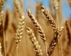 تولید گندم در فارس ۳۰ درصد رشد کرد 

