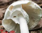 قارچی که جان ایرانی‌ها را می‌گیرد