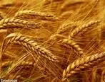 قحطی جهانی گندم در راه است؟! | جهان فقط ۱۰ هفته ذخیره گندم دارد