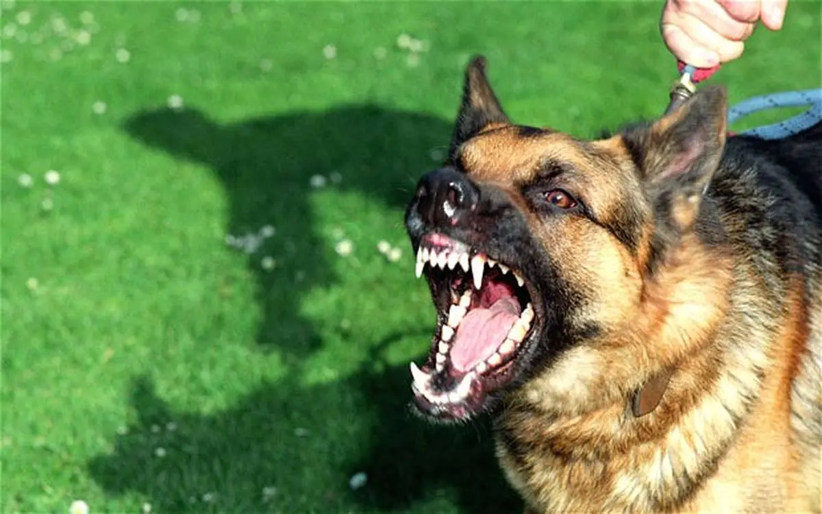 فیلم حمله وحشتناک سگ به عابر پیاده + عکس