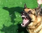فیلم حمله وحشتناک سگ به عابر پیاده + عکس