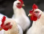 آیا قیمت مرغ دوباره افزایش پیدا می کند؟