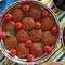 طرز تهیه شامی ترش خوشمزه 