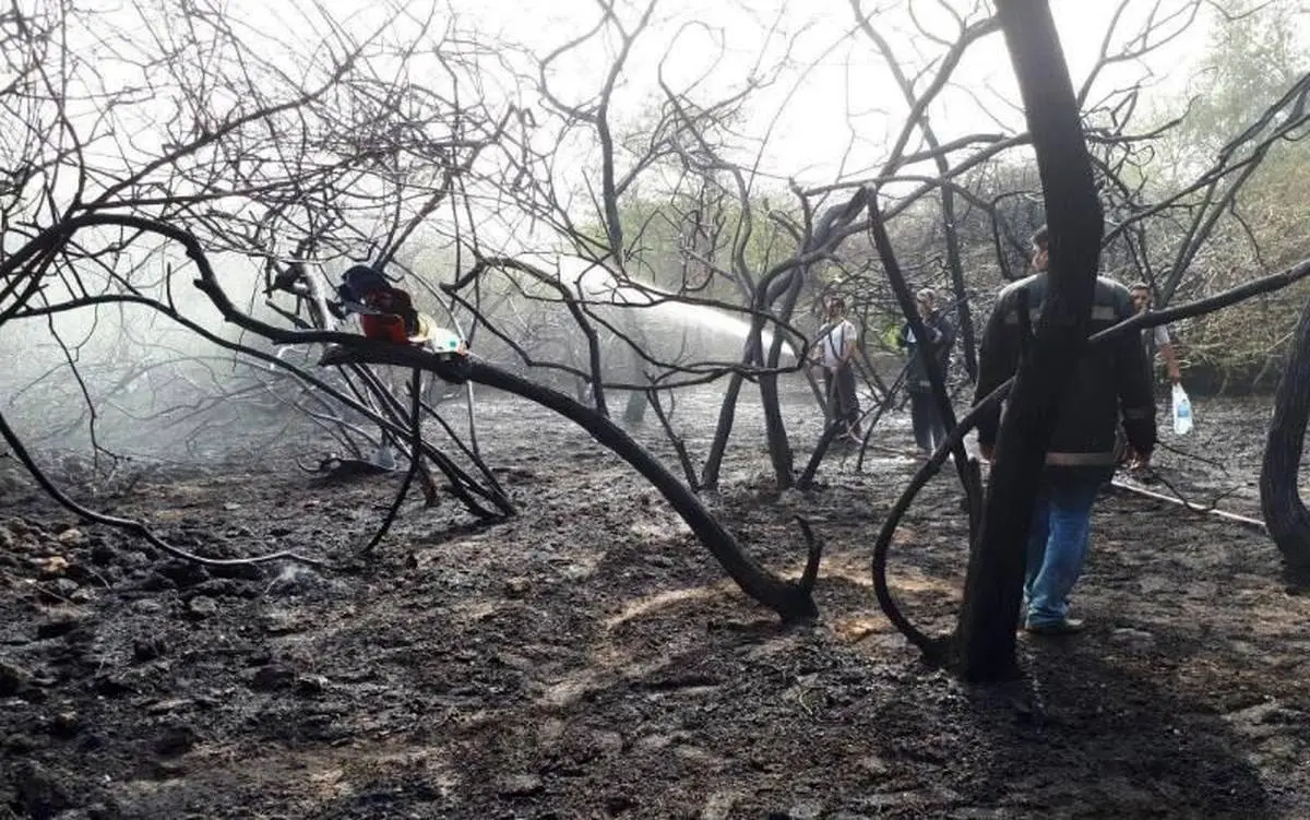 آتش سوزی ۵۰ اصله درخت در کیش