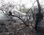 آتش سوزی ۵۰ اصله درخت در کیش