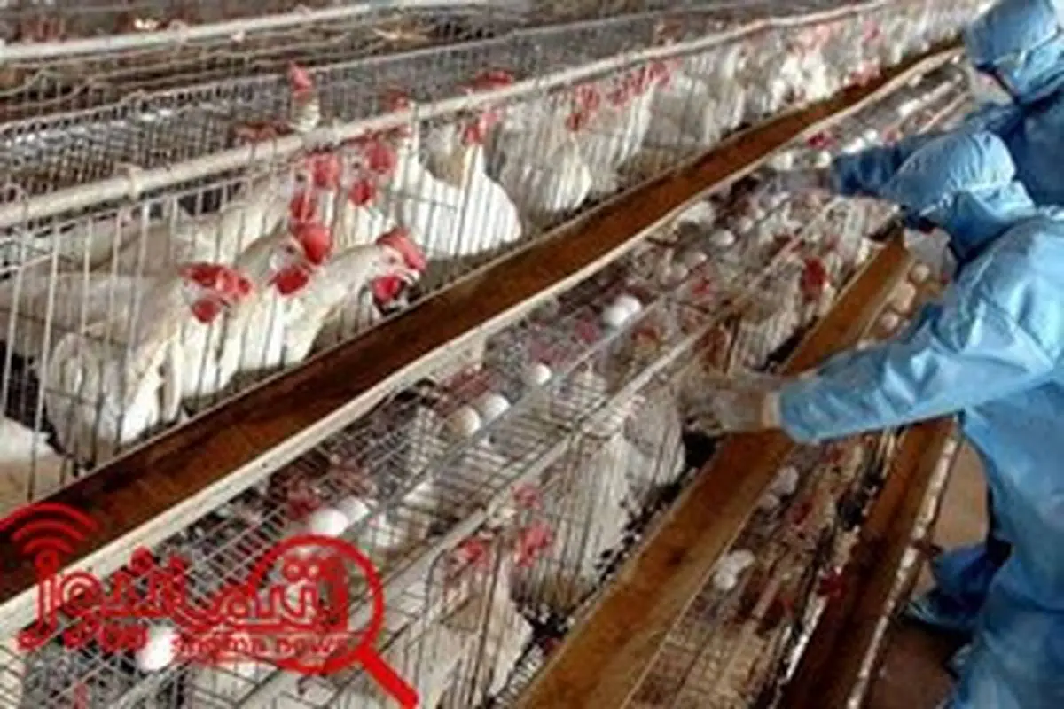 انباشت تولید مرغ داریم/ نیاز به واردات تخم مرغ نیست