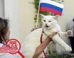 گربه پیشگو؛ عربستان افتتاحیه را می برد