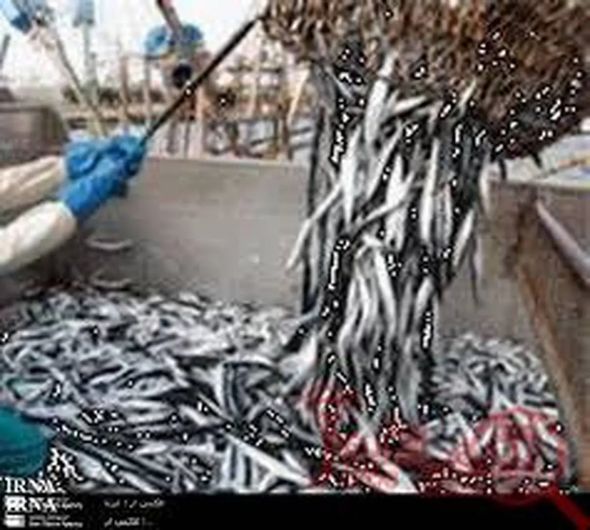 صید کیلکا ماهیان دریای خزر کاهش یافت