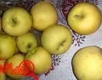 افزایش ۱۰ درصدی صادرات سیب/واردات موز ۴۶ میلیون دلاری کاهش یافت