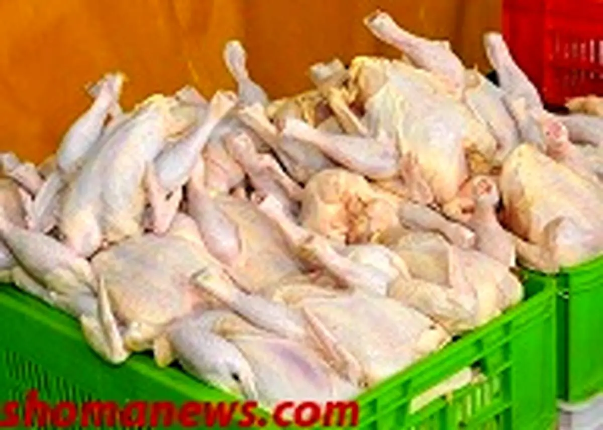 دستور برای جمع‌آوری فوری مرغ مازاد