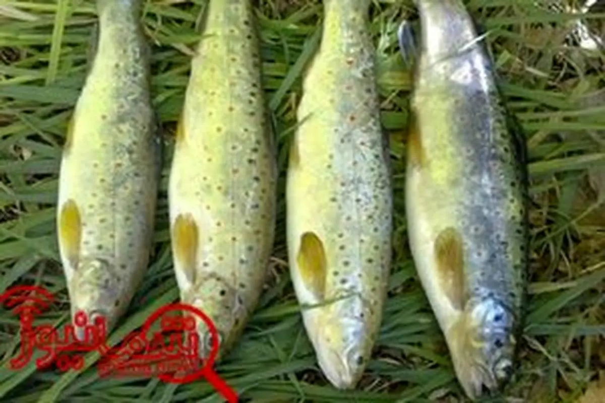 فروش آنلاین ماهی در ۴ استان آغاز شد
