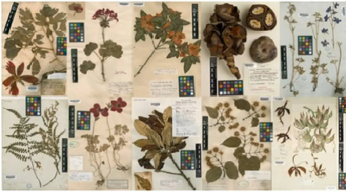 هرباریوم: موزه دائمی و محل مستندسازی داده‌های پژوهشی گیاهان کشور