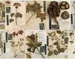 هرباریوم: موزه دائمی و محل مستندسازی داده‌های پژوهشی گیاهان کشور