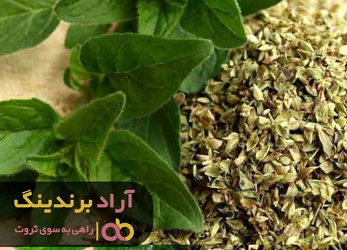 با پونه کوهی مسیر ثروتمندی را طی کردم