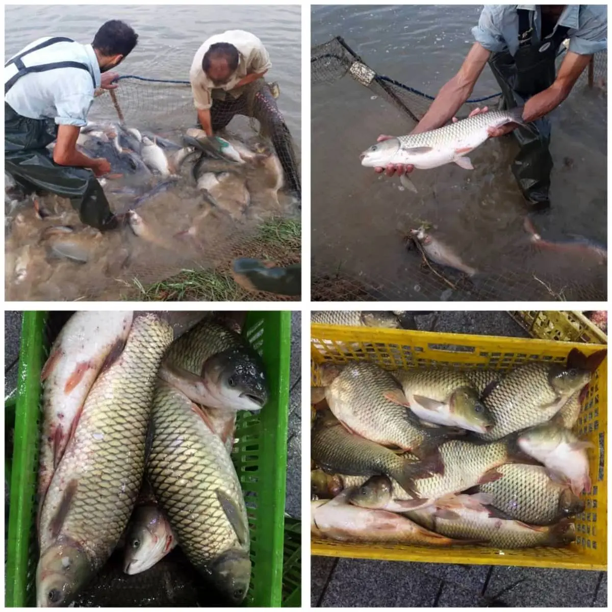  اولین مرحله صید ماهی در شرکت تابعه پگاه

