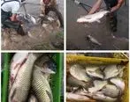  اولین مرحله صید ماهی در شرکت تابعه پگاه
