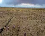 حمایت 15میلیاردی بانک کشاورزی از طرح کاشت زعفران دراستان کرمان


