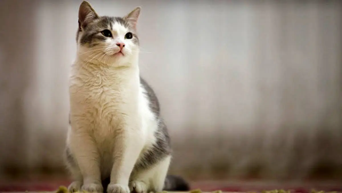 کرونا | گربه‌ها عامل ویروس کرونا هستند ؟