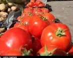 قیمت گوجه تا دو هفته دیگر ۲۵۰۰ تومان می‌شود