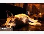 کسی که فیلم سگ کشی را منتشر کرده به زندان می رود 