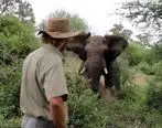 حرکت شجاعانه و باورنکردنی یک محیط بان در برابر حمله فیل + فیلم