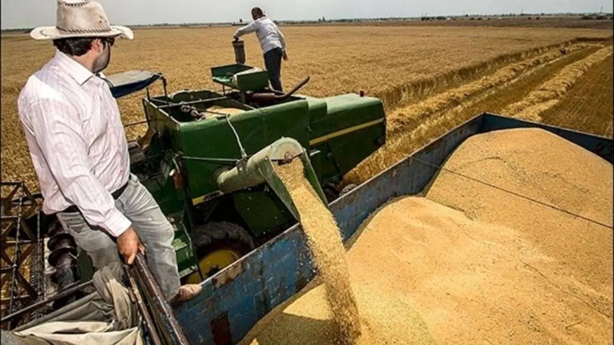 رشد ۴۸ درصدی خرید گندم از کشاورزان فارس