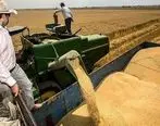 رشد ۴۸ درصدی خرید گندم از کشاورزان فارس