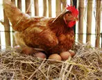 مرغ ها در چند ماهگی تخم می گذارند؟
