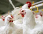 سلاطین قاچاق 12 تن مرغ در اردبیل دستگیر شدند!