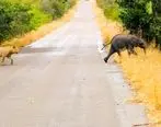 شیرها به دنبال شکار فیل کوچولوی تنها + فیلم