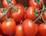 باران گوجه فرنگی را گران کرد


