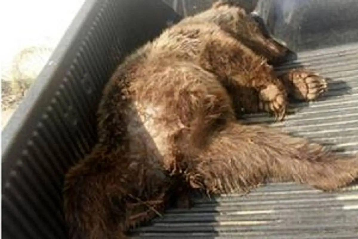 بازداشت عوامل شکار یک خرس قهوه‌ای