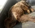بازداشت عوامل شکار یک خرس قهوه‌ای
