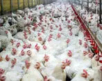 وعده معیشتی مسئولان | مرغ تا پایان سال ثابت می‌ماند