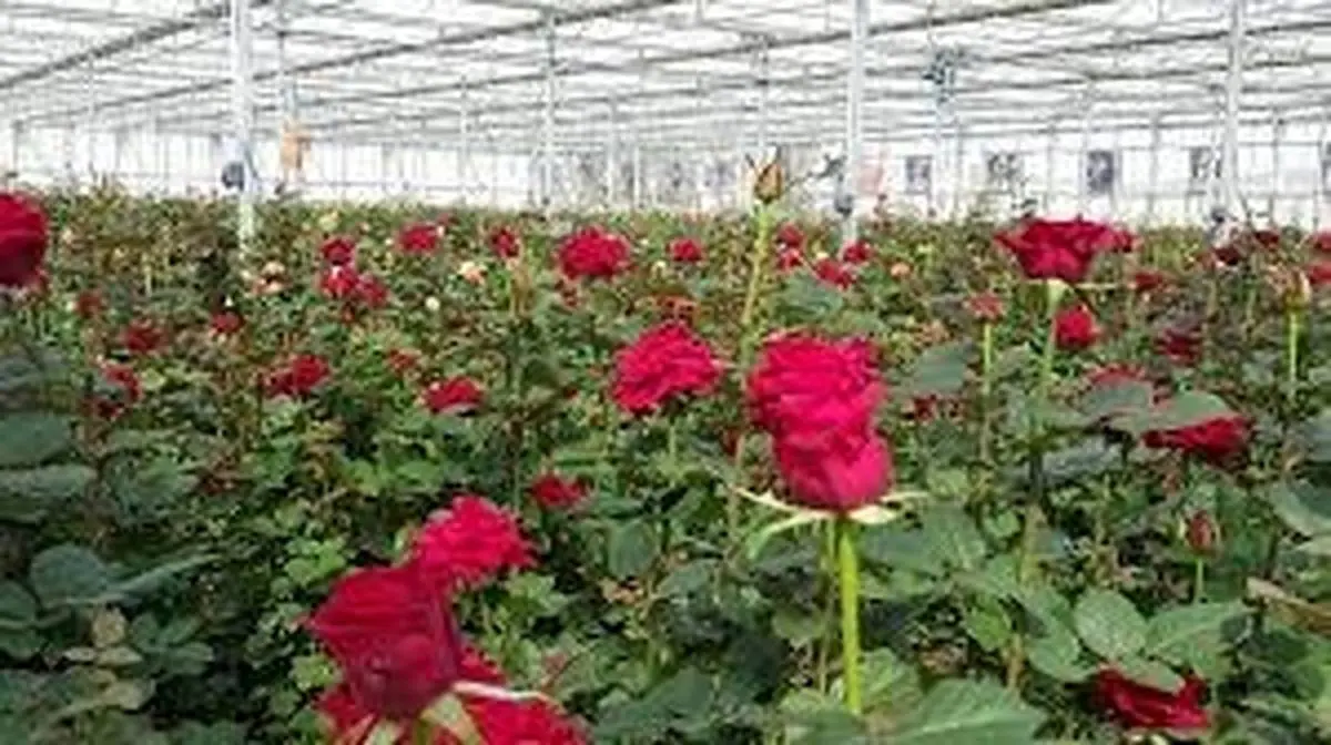 حمایت بیش از 65میلیارد ریالی بانک کشاورزی از راه اندازی مجموعه گل خانه آرتا رویش سبلان در استان اردبیل
