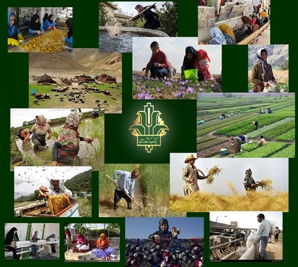 ایجاد بیش از 1500 شغل جدید با حمایت بانک کشاورزی استان بوشهر 