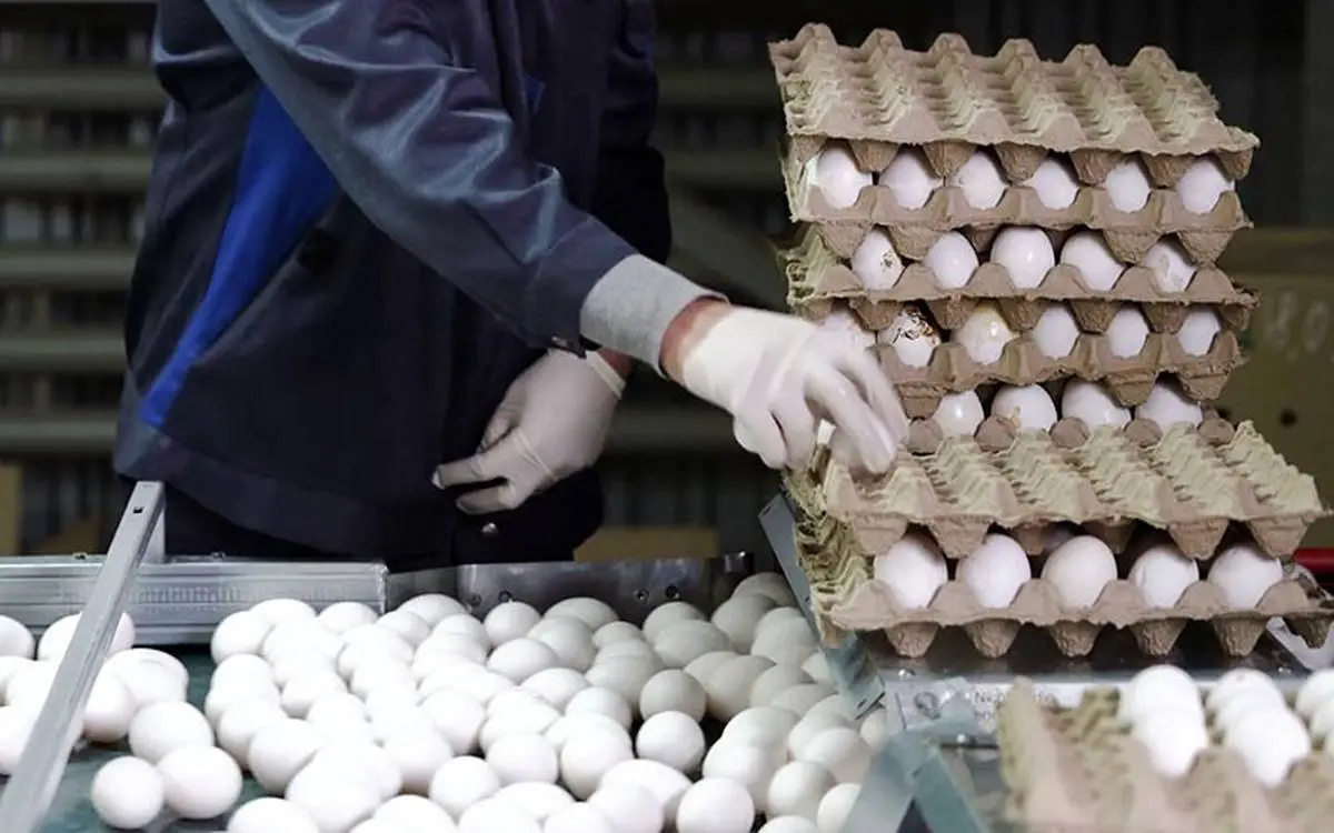 هر شانه تخم‌ مرغ 35 هزار تومان بفروش می‌رسد / احتمال افزایش قیمت هر شانه تخم مرغ تا 80 هزار تومان 
