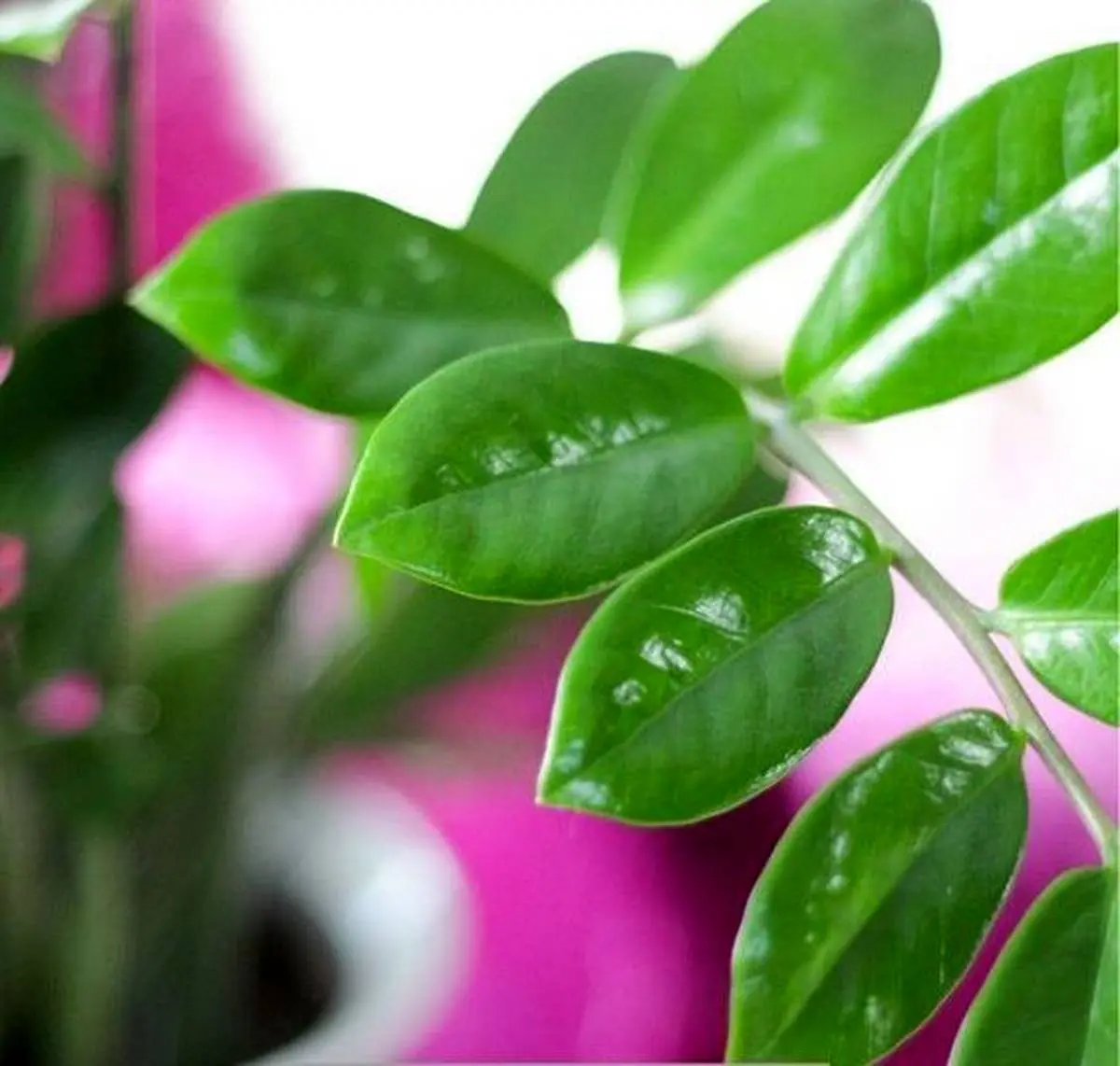 اشنایی با زاموفیلیا گیاه مقاوم  برای آپارتمان