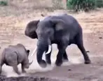 صحنه ای جالب از نبرد بین فیل و کرگدن+فیلم