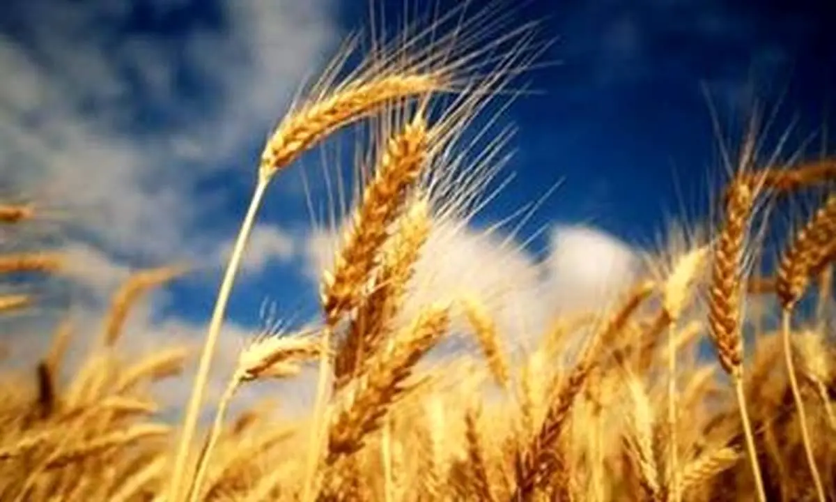 تالار محصولات کشاورزی میزبان عرضه 117 هزار تن گندم درقالب طرح قیمت تضمینی