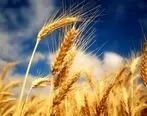 تالار محصولات کشاورزی میزبان عرضه 117 هزار تن گندم درقالب طرح قیمت تضمینی