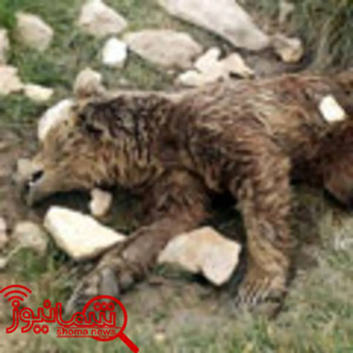 کشتار یک خرس در استان فارس