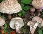 قارچ‌های پرورشی سمی است؟