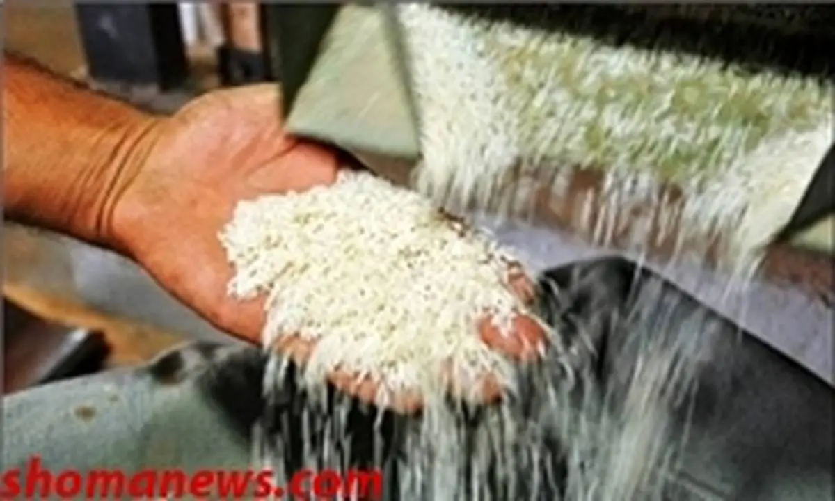 واردات برنج در فصل برداشت