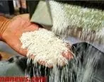 واردات برنج در فصل برداشت
