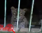 محیطبانان، چشم در چشم پلنگ ایرانی
