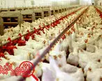 کاهش واردات نهاده‌های دامی با اجرای طرح استاندارد سازی سایز مرغ