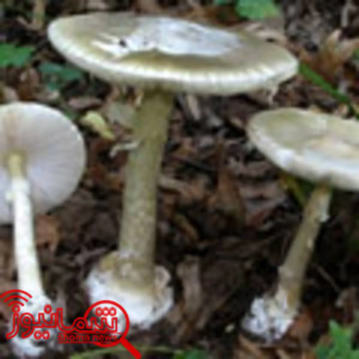 قارچ‌های سمی، تفاوت بارزی با قارچ خوراکی ندارند